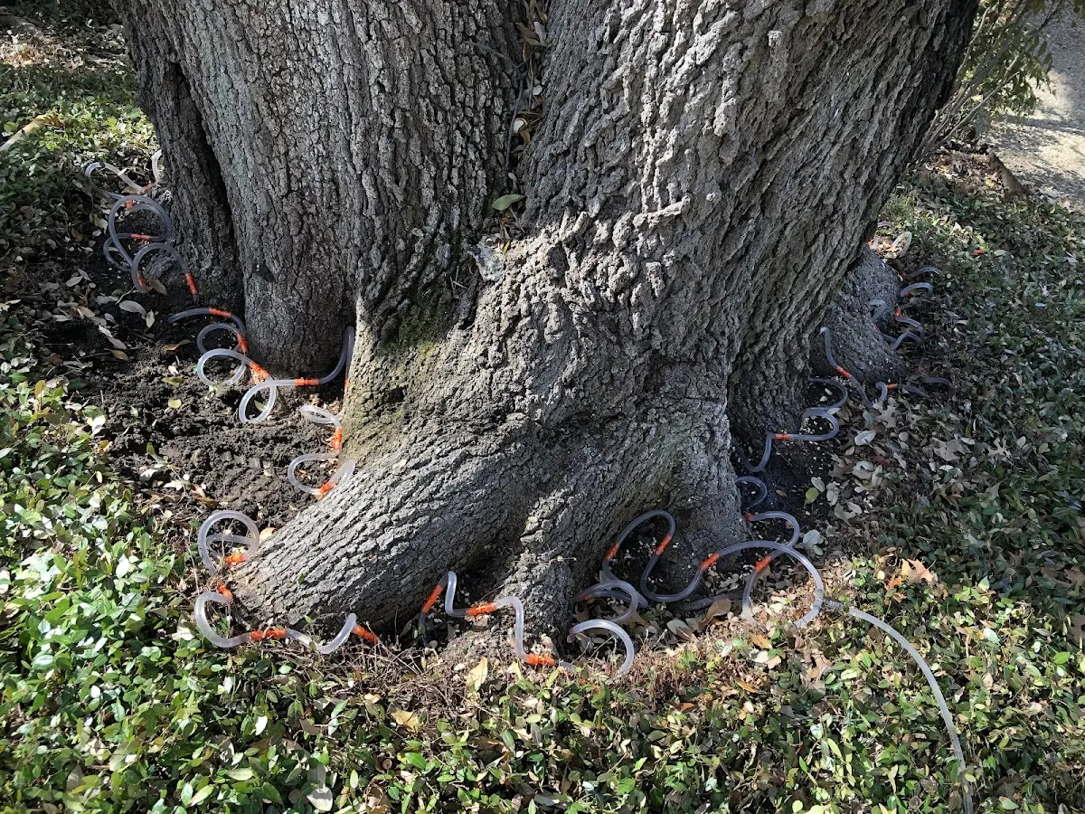 Detailed Tree Cabling and Bracing job site in East Prairie