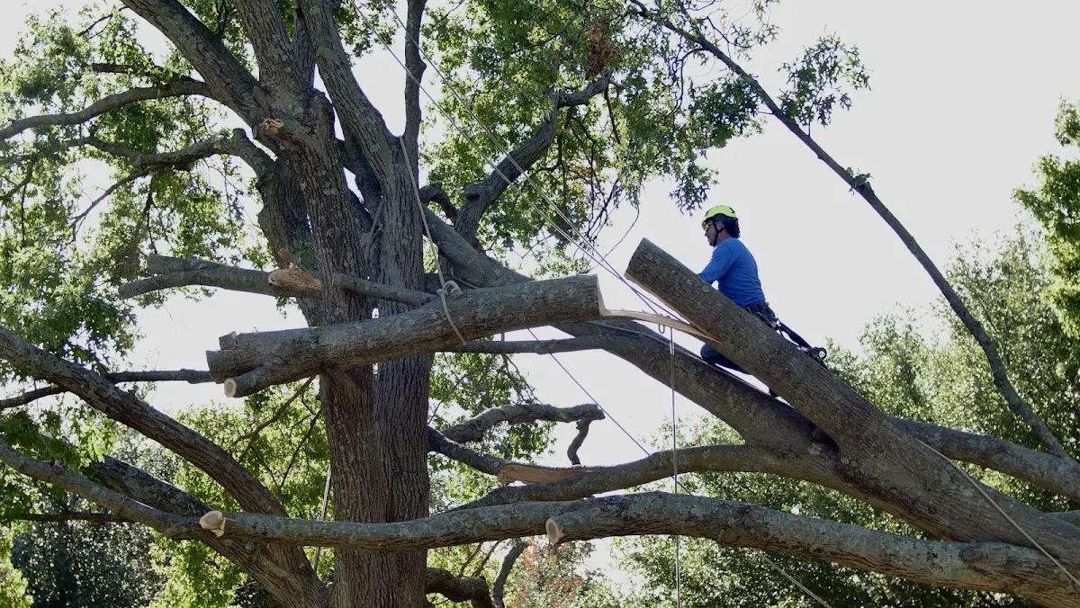 Professional Crown Thinning performed by certified arborists in East Prairie